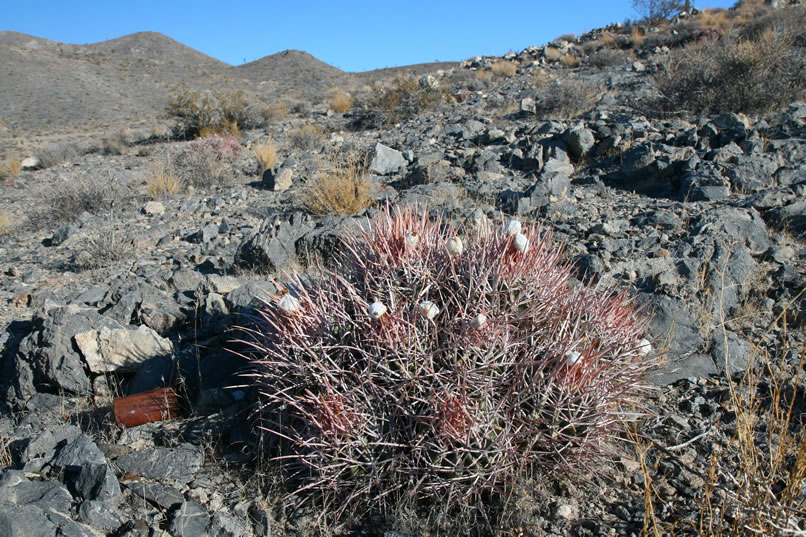 We find this cotton-top cactus near one of the old prospect pits.