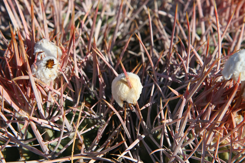 Native Americans ate the seeds, applied baked and ground-up plants to burns, and used the thick spines as needles and boring tools.