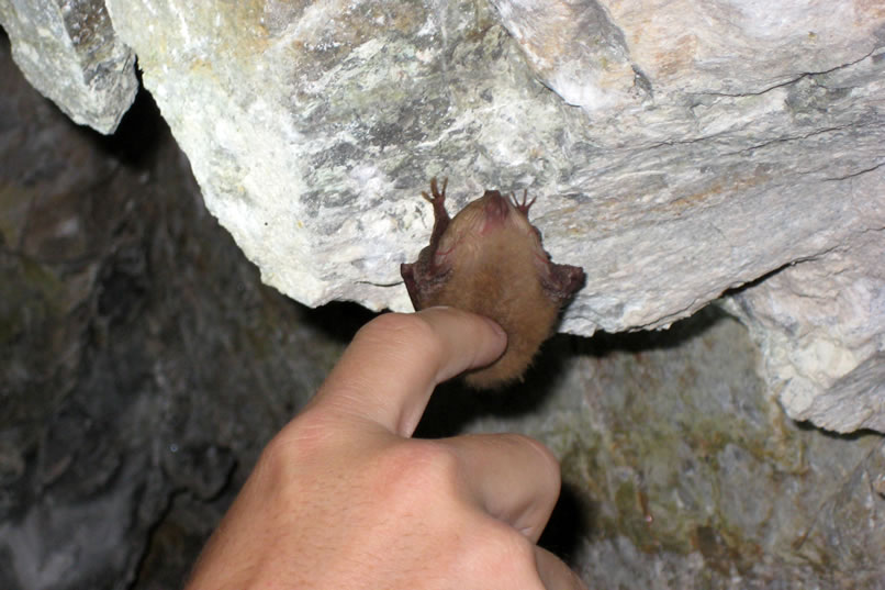 Guy gives the bat a tickle.