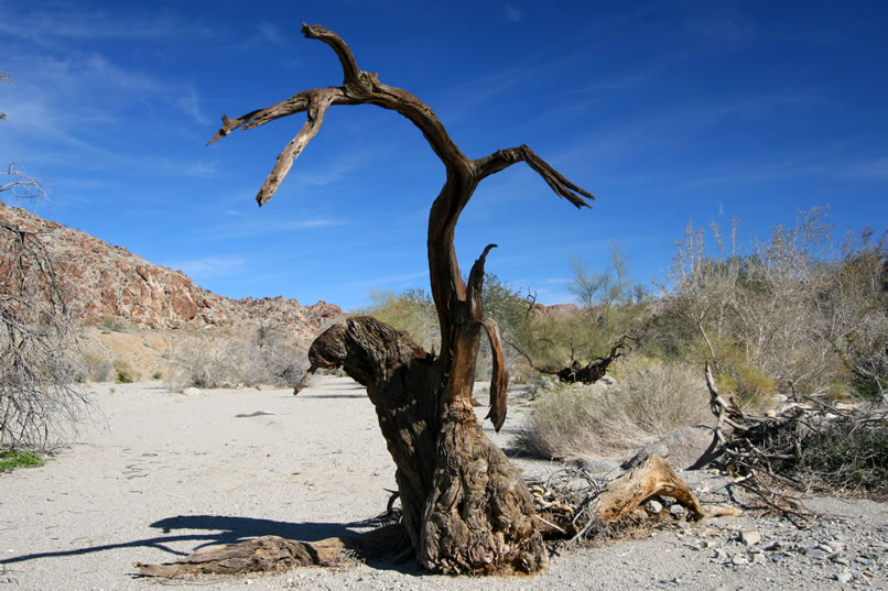 There's a stark beauty even in a dead tree trunk!