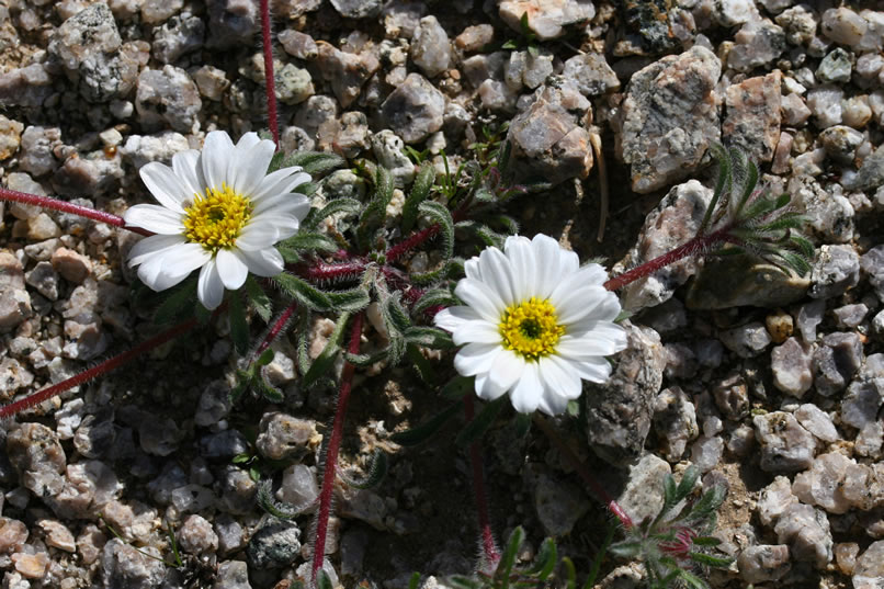 Patches of small desert star dot the open spaces between the boulders.