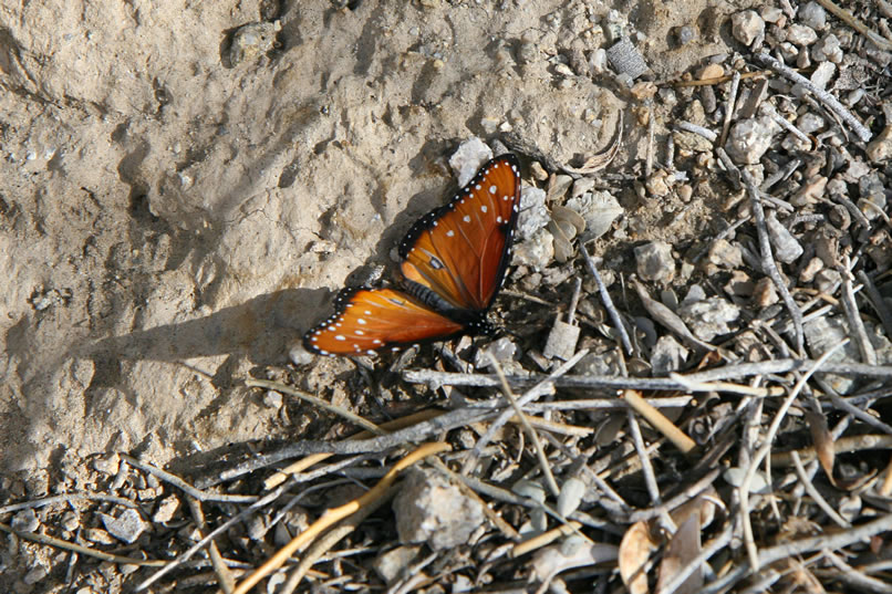 Butterflies have been taunting us all day and finally one cooperates and stays still long enough for a photo.  This is a Queen butterfly and, like the Monarch, is migratory as well as poisonous due to the milkweed chemicals their caterpillars eat.