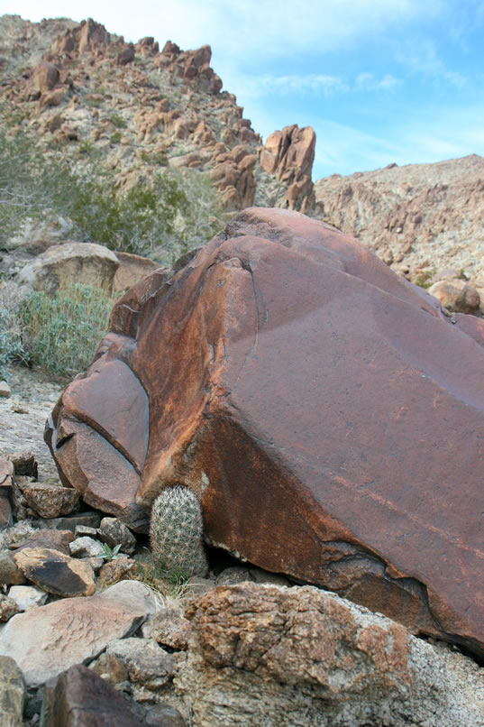Even though there isn't any rock art, there's still plenty of plant life to enjoy.