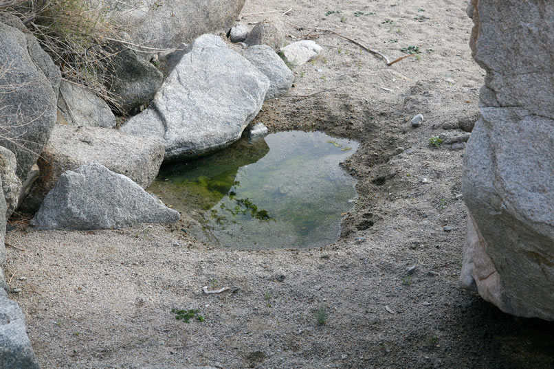 Lining the edge of the pool are lots of thirsty bees who don't want to be messed with!