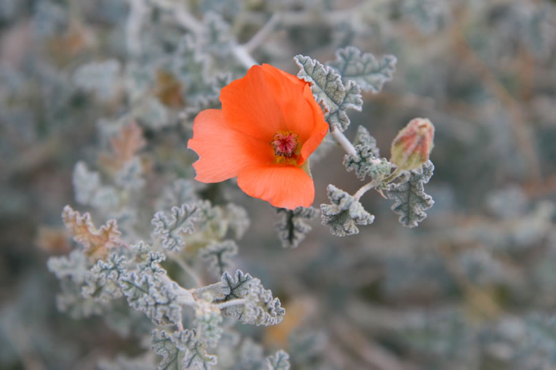 Even this desert globe mallow adds some color of its own to the late afternoon palette.