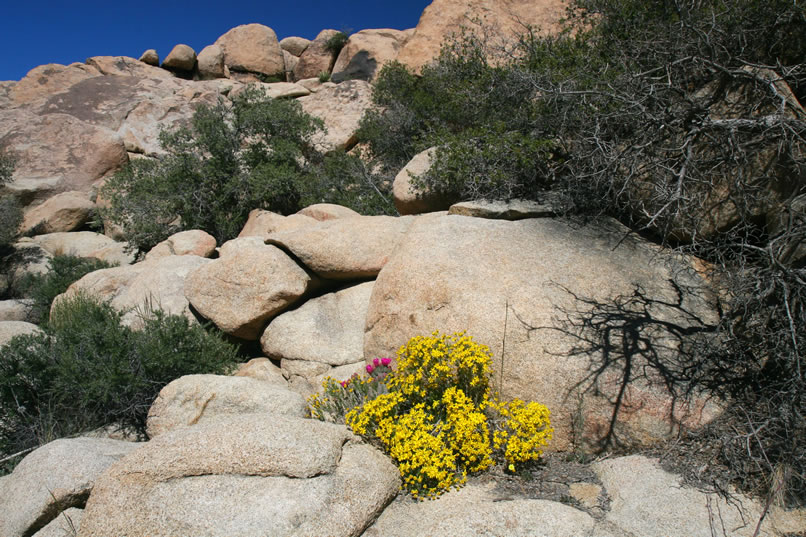 Since it's springtime, we're guaranteed that our hikes today will be made more colorful by the wildflowers in bloom.