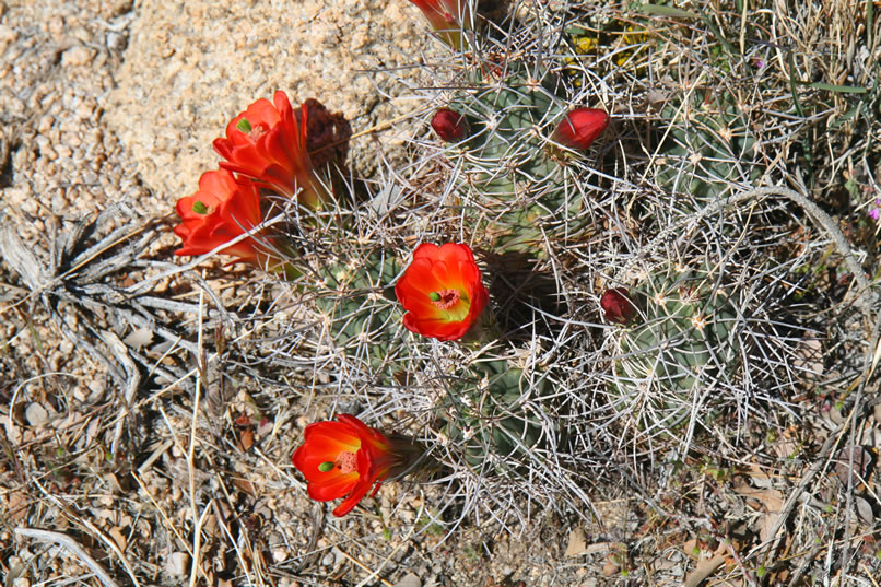 These striking orange-red flowers with their lime green stigmas are found on the Mojave hedgehog cactus.