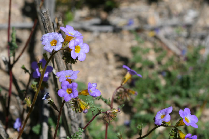 Just as we start to climb a faint path leading up toward the cliff above, we spot a Fremont phacelia in bloom.