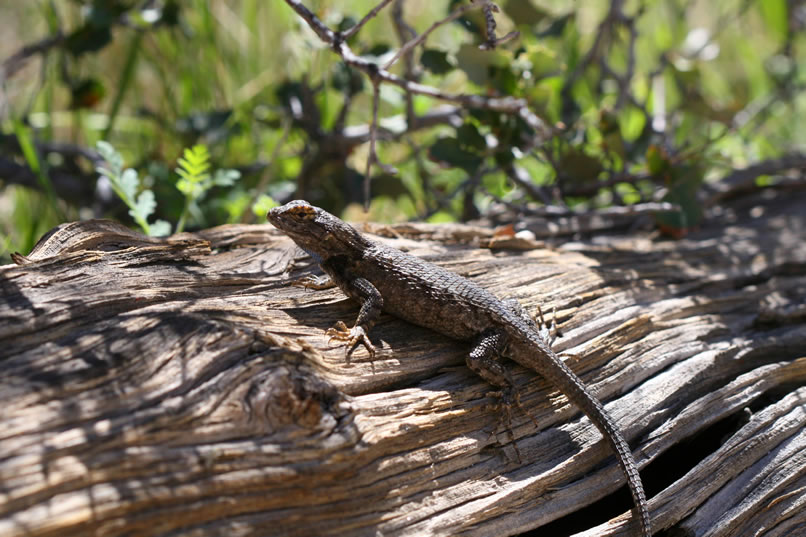 A spiny lizard catching a few rays.