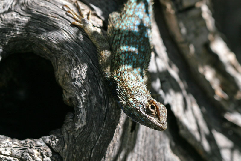 In a bid for privacy, one of the lizards scurries up a nearby tree and then hangs in a head down position to give us a curious look.