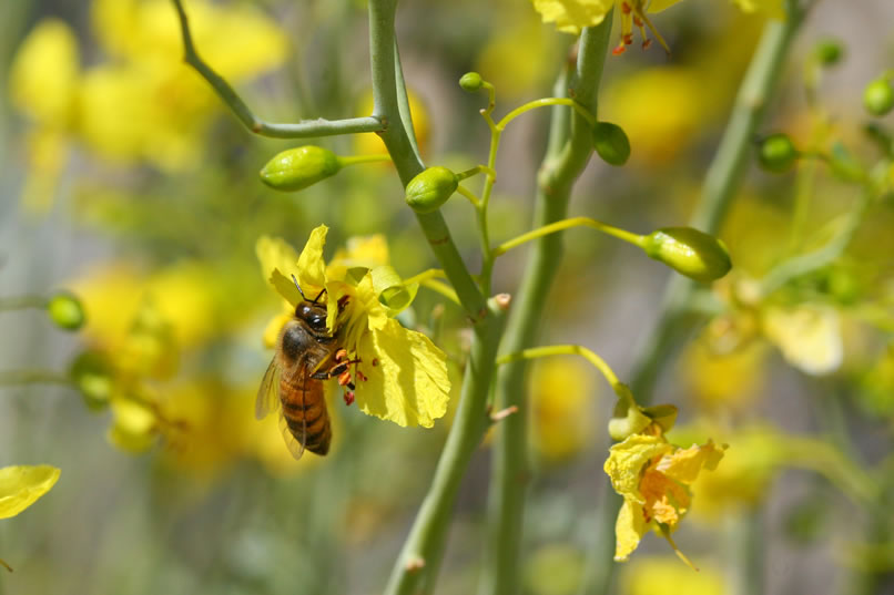 A bee pays a visit to one of the palo verde blossoms.