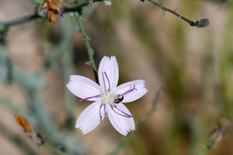 wire lettuce blossom