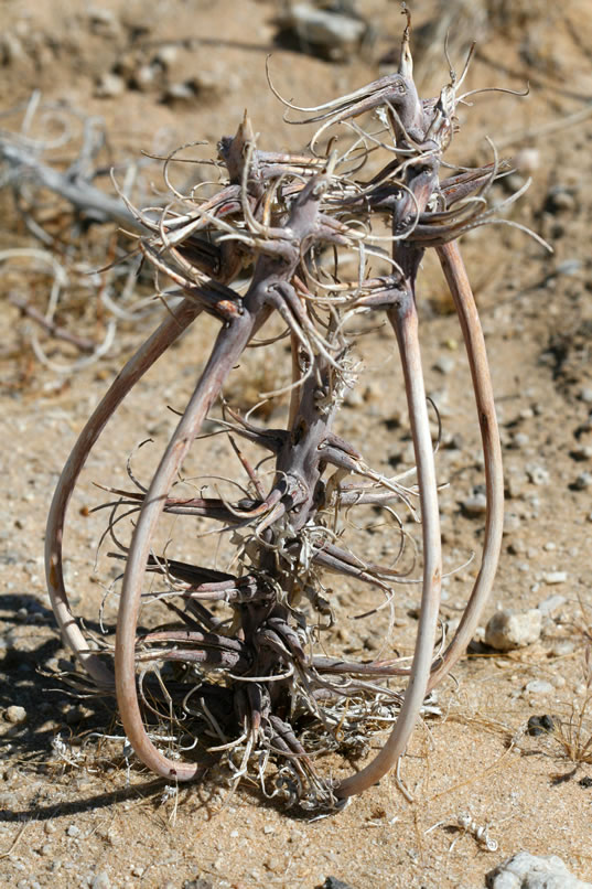 This unusual looking structure is created by a member of the evening primrose family known as the basket evening primrose due to the fact that its outer branches curl up into a cage-like structure as the plant dies.