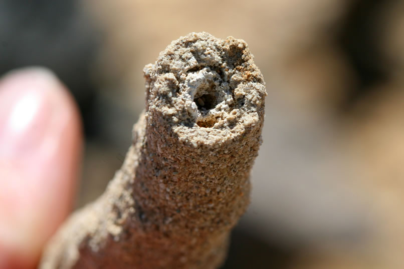 In this close-up view you can see the hollow portion in the center of the tube.