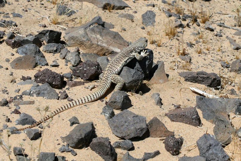 The most common lizard out here seems to be the desert iguana.