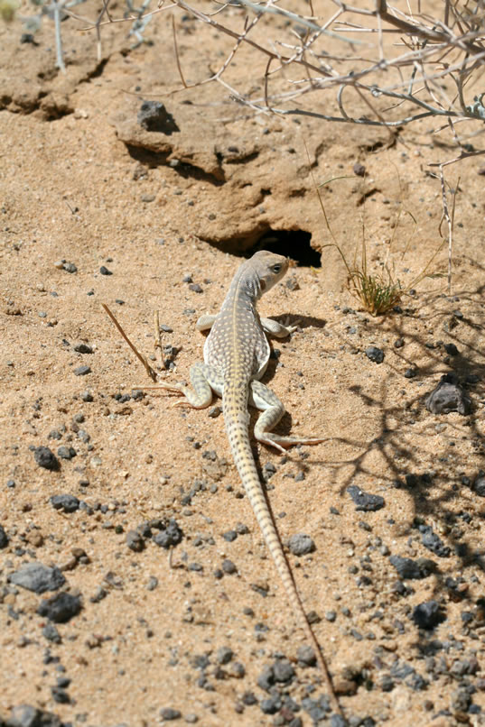 Nearby is yet another desert iguana that's about to enter the hole in front of it.