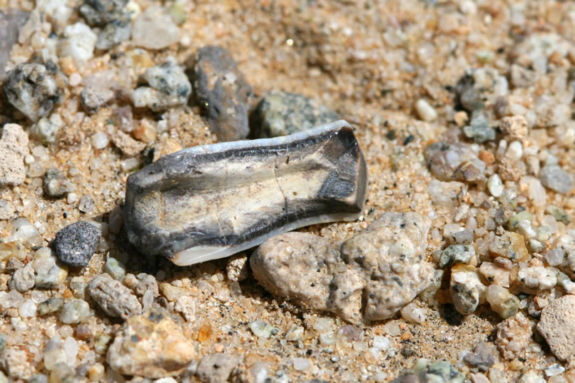 This might be the most interesting thing that we find out here.  It appears to be a tooth fragment that's split down the middle.  This is the view of the inside of it.