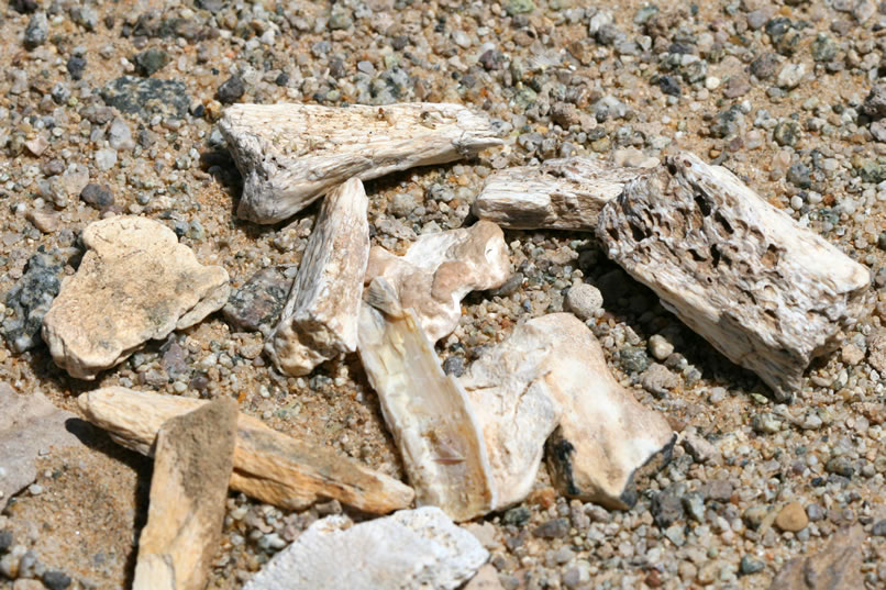 fossil bone scatter
