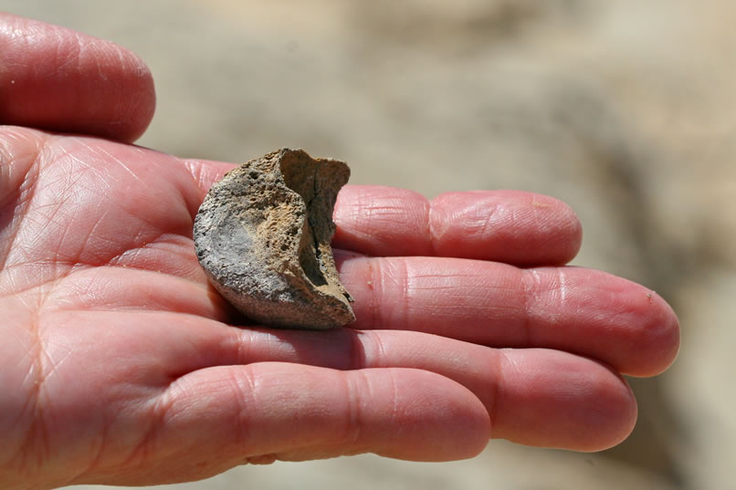 This sorta looks like half of a fossil vertebrae.