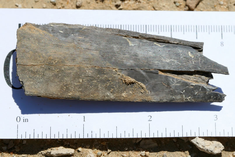 A small, dark piece of fossil bone.