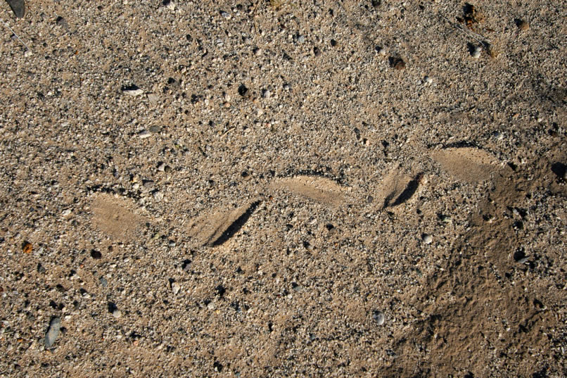 A couple of fresh and very distinctive snake tracks cross the wash.  Here's a look at one of them.