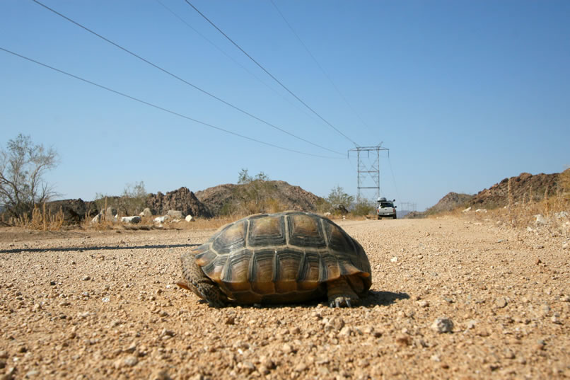 This is the healthiest looking one of the three that we've seen on this trip.  We wish it a long and happy life and head for home with our heads still whirling from our encounter with the Pleistocene fossils and Pinto Culture artifacts from Joshua Tree National Park's Pinto Wash.