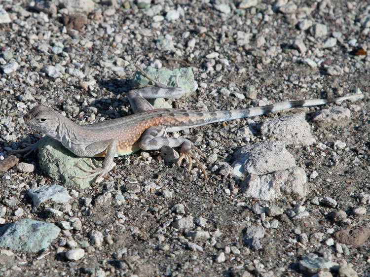 I think this zebra-tail lizard is developing a crush on the Lizardmobile.