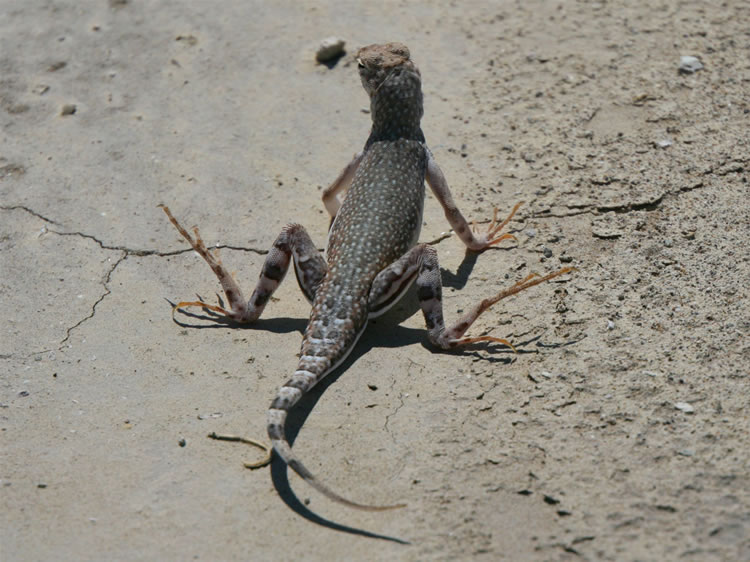 Can't get traction in the sand?  It's no problem for this zebra-tail lizard!  Look at those toes!