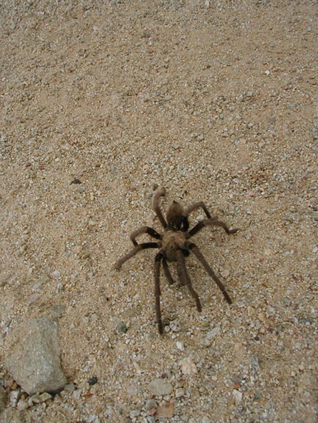 A tarantula came trotting on tiptoes.