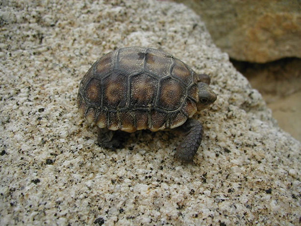 While searching for a geocache we came upon a baby tortoise.