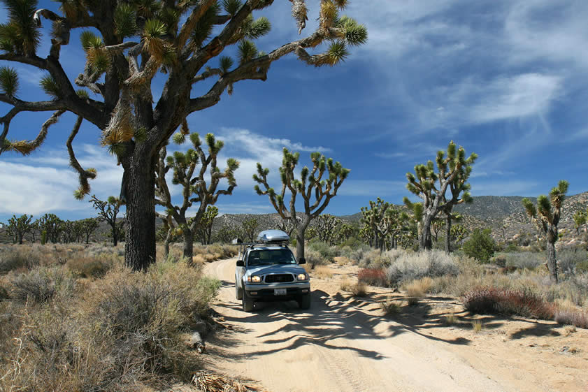 After leaving the observatory, we've picked up the Viscera Spring Road.  It leads through some of the largest Joshua trees in the west.