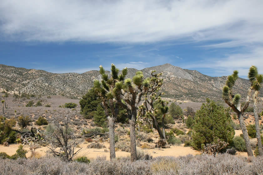 Joshua trees, pinyon pine and juniper make an interesting mixture at this 5,000' elevation on the slopes of the San Bernardino Mountains.