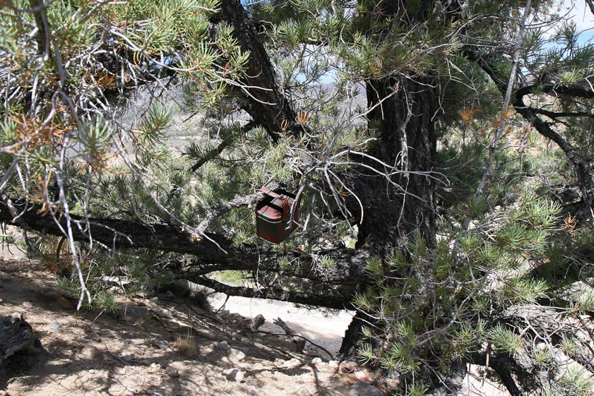 On our way to Mound Spring we stop at a clump of pinyon pine to locate the Lone Pine on Quad Hill geocache.