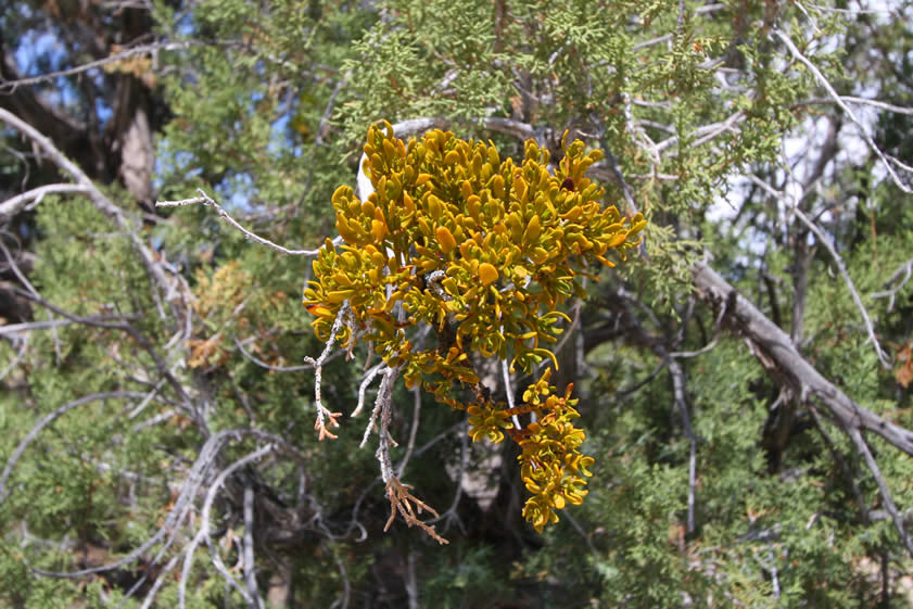 Even the mistletoe looks healthy up here!