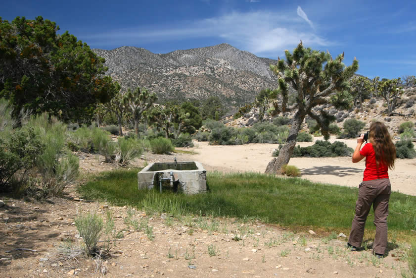 A short drive up a sandy wash brings us to the location of Mound Spring.  Pipes from the spring feed into several concrete tanks to provide water for wildlife and cattle.