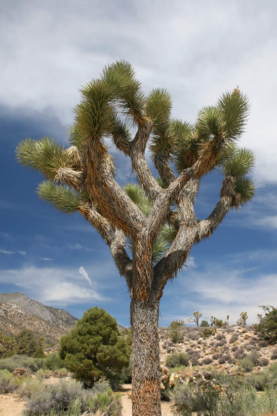 The nearby Joshua trees are some of the healthiest that we've seen.