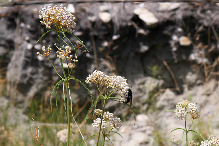 A tarantula hawk takes a break from patrol duty for a snack.