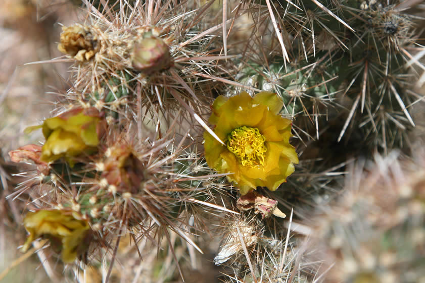 Blossoms on a cholla cactus near the spring.