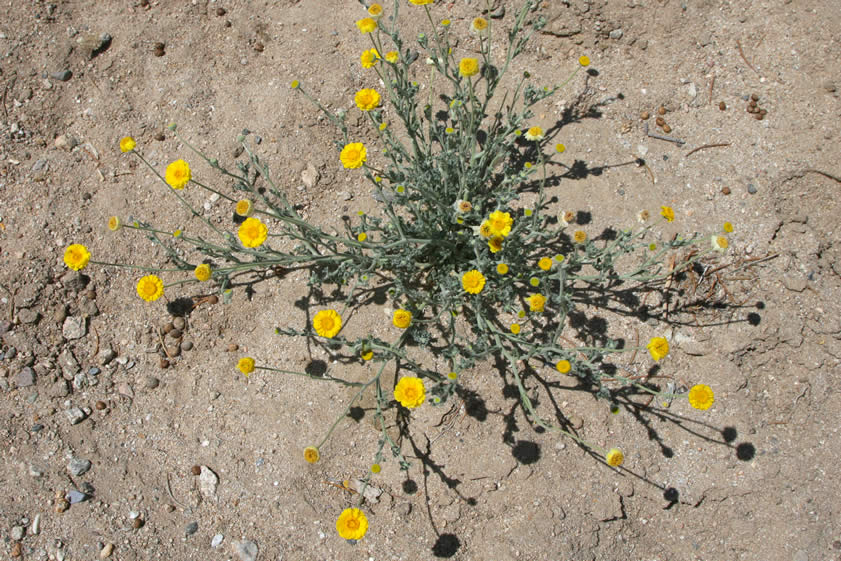 As we retrace our route down the wash, we dodge several clumps of colorful desert marigold.