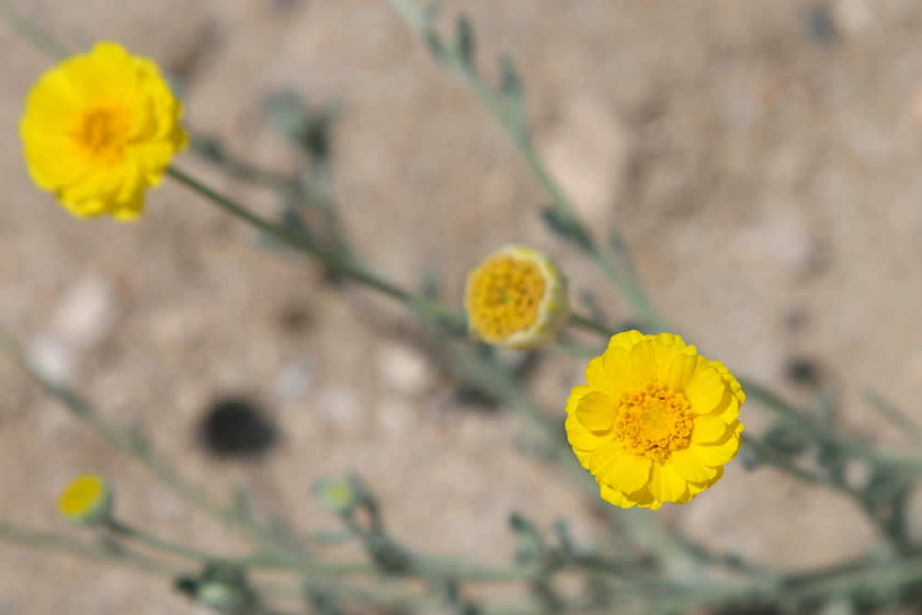 desert marigold