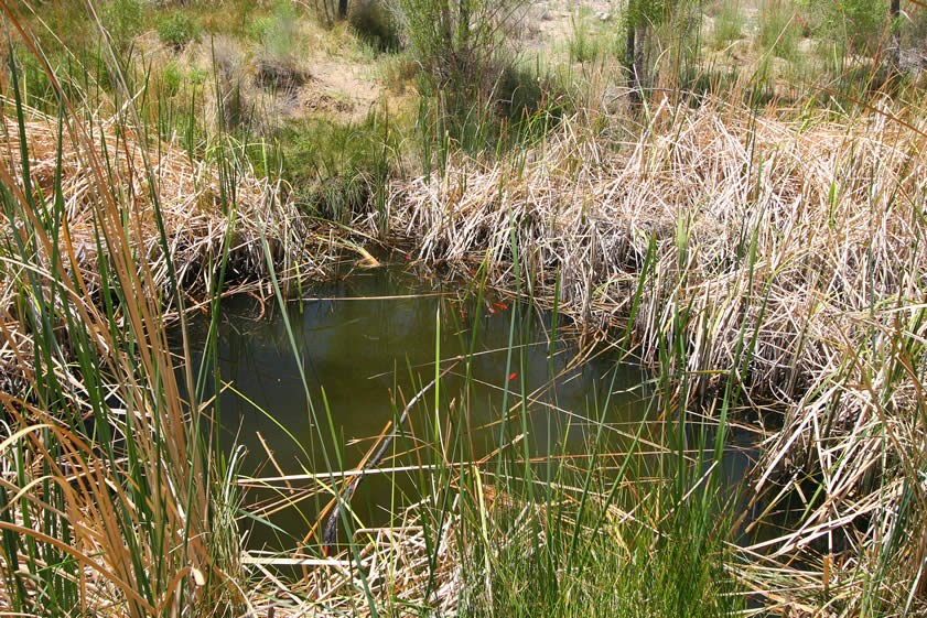 The pond is inhabited by some goldfish!