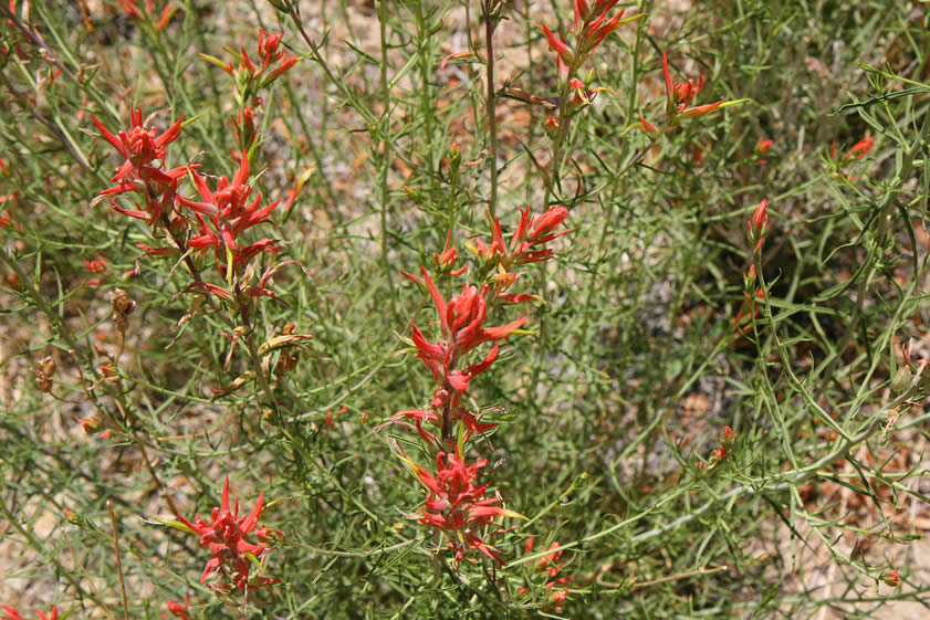 Thickets of Indian paintbrush surround the pond.