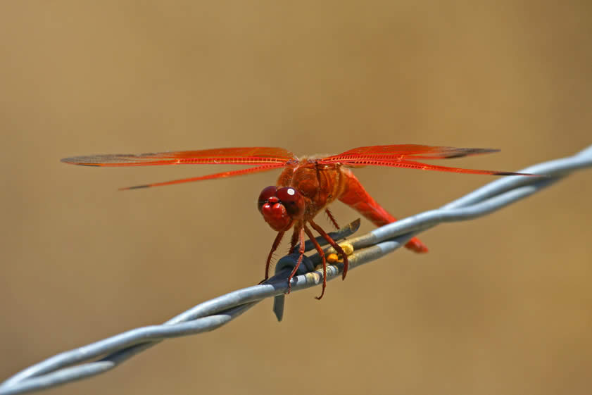 Some patience produces a really nice close-up.