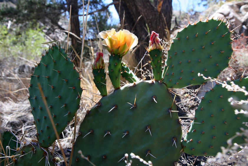 The water and weather worn log was nice but this prickly pear is even better.