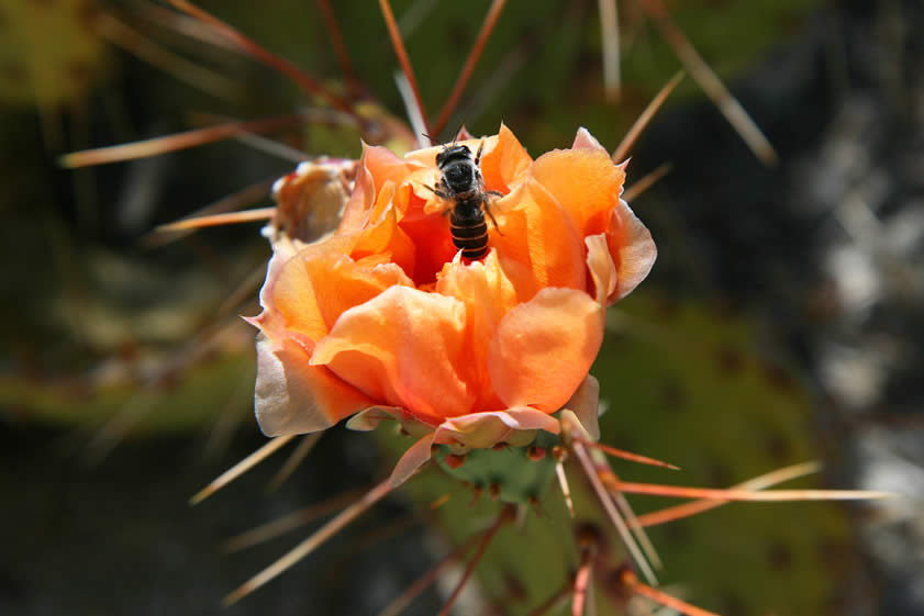 Even the insects like those blossoms!