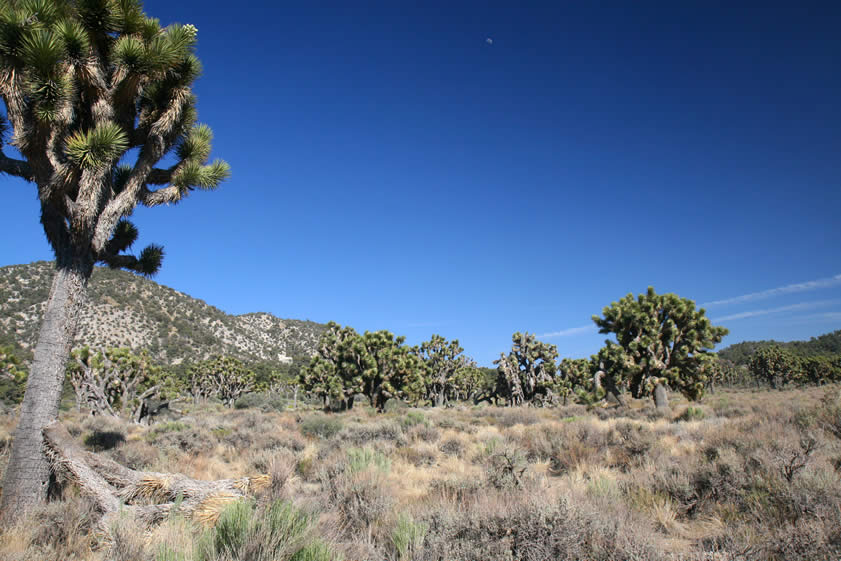 Nestled in the Joshua and pine tree flat is an old mine adit that has had a bat grate installed and has become a roost for local bats.