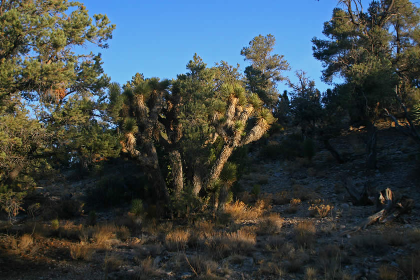 While the dinner cooks, Niki takes a sunset hike around our camp area.