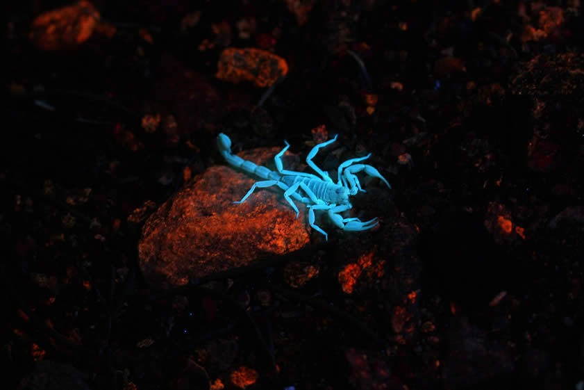 Here's one more silhouetted against the orange glow of a fluorescent rock.