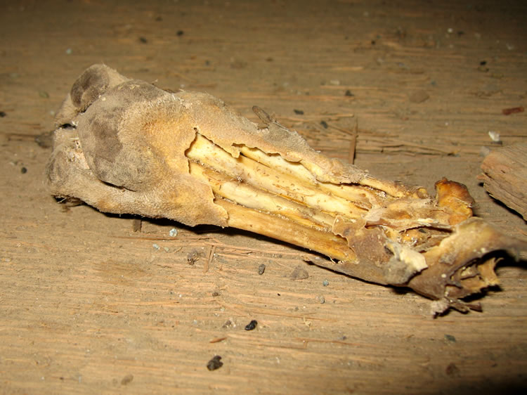 One of the odder things that we found in the mine was this mummified paw and lower leg of a coyote.
