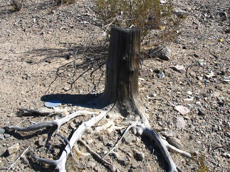 There were numerous large trees here at one time!  We find lots of large stumps scattered around the area.